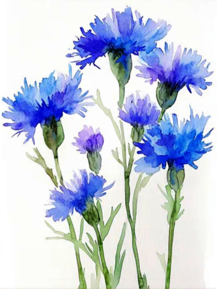 Cornflowers by Doreen